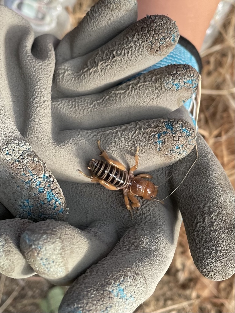 North American Jerusalem Crickets