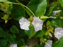Jacquemontia paniculata