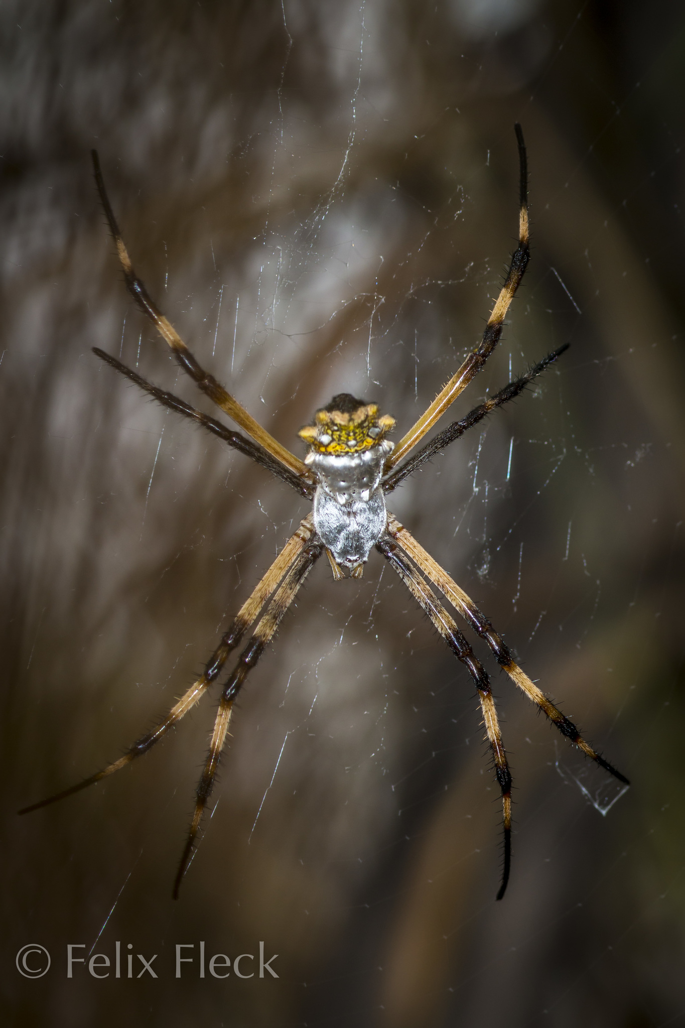 Argiope argentata image
