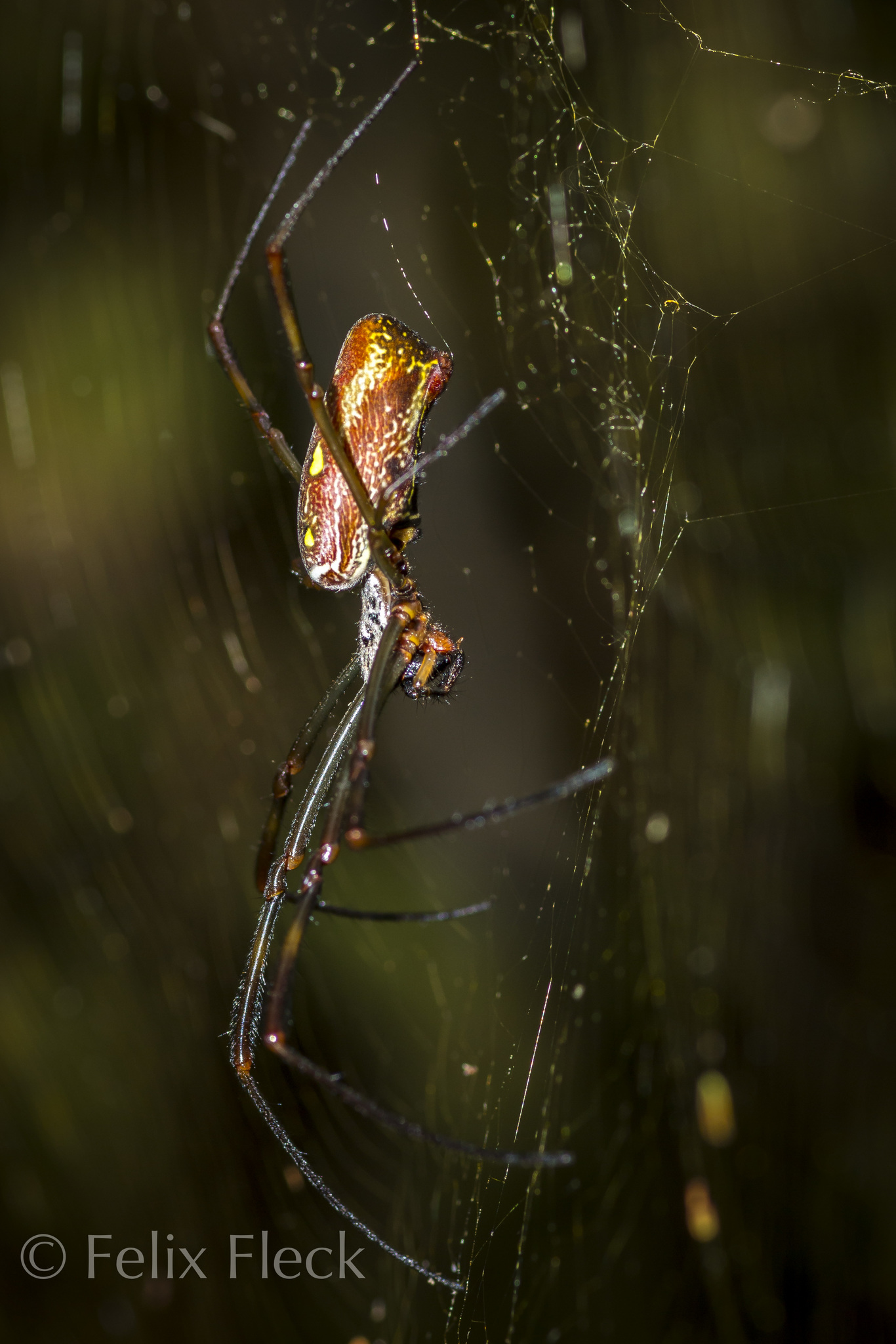Trichonephila image