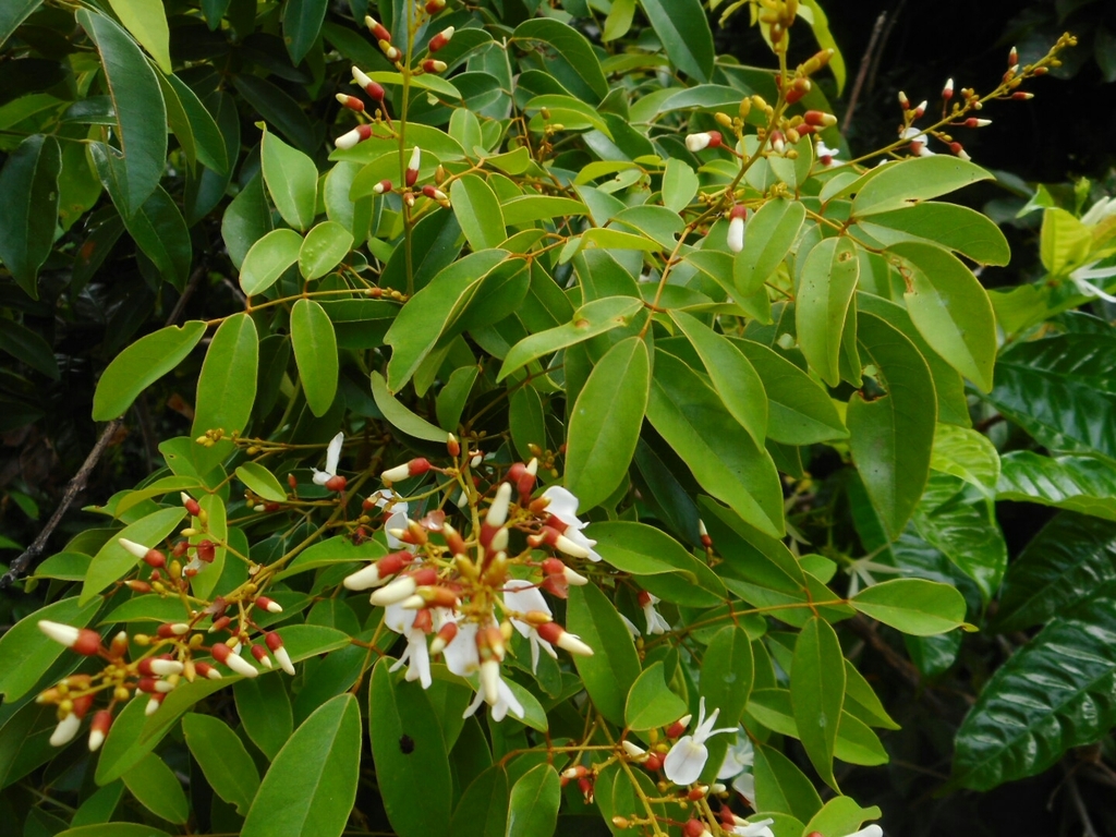 Derris alborubra; photograph Eugene Popov, CC BY, iNaturalist via GBIF