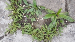 Plantago depressa