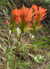 Castilleja hispida acuta