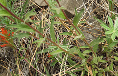 Castilleja hispida acuta