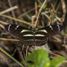 Heliconius peruvianus - Photo (c) Felix Fleck, some rights reserved (CC BY-NC), uploaded by Felix Fleck