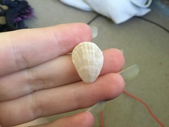 Magellania flavescens