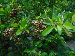 Combretum