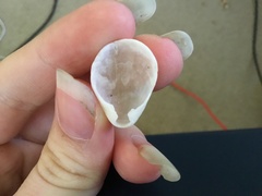 Magellania flavescens