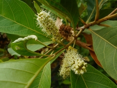 Combretum