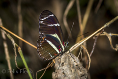 Heliconius peruvianus