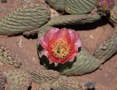 Opuntia aurea
