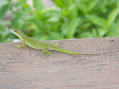Anolis allisoni