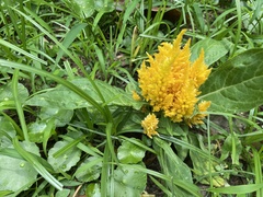 Celosia argentea plumosa