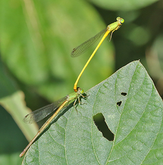Ceriagrion indochinense