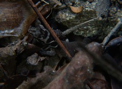 Sphaerodactylus dunni