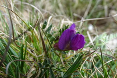 Vicia pyrenaica