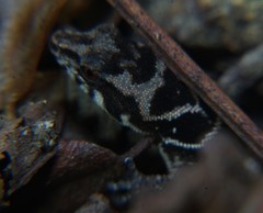Sphaerodactylus dunni
