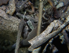 Sphaerodactylus dunni