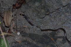 Enulius flavitorques