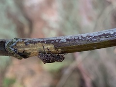 Plectrura spinicauda
