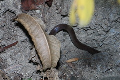 Enulius flavitorques
