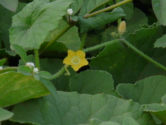 Cucumis sativus hardwickii