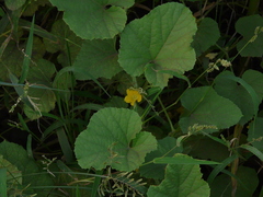 Cucumis sativus hardwickii