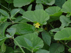 Cucumis sativus hardwickii