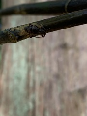 Plectrura spinicauda