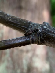 Plectrura spinicauda