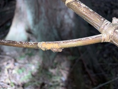 Plectrura spinicauda