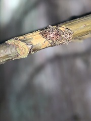 Plectrura spinicauda