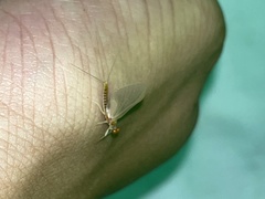 Ephemerella invaria