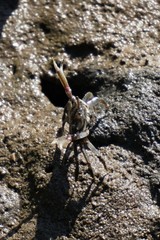 Macrophthalmus setosus