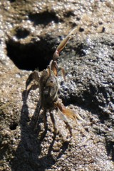 Macrophthalmus setosus