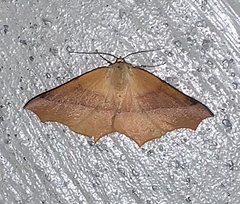 Tetracis cervinaria