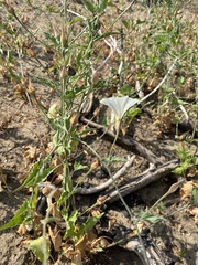 Calystegia macrostegia