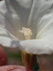 Calystegia macrostegia
