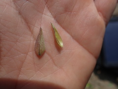 Calystegia macrostegia