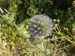 Echinops strigosus