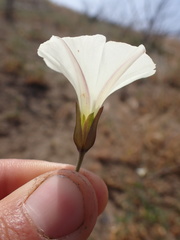 Calystegia macrostegia