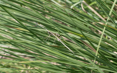 Schizocephala bicornis