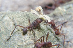 Acromyrmex volcanus