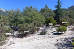 Arctostaphylos patula x pringlei