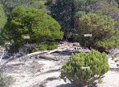 Arctostaphylos patula x pringlei