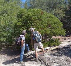 Arctostaphylos patula x pringlei