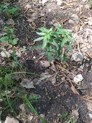 Lithospermum officinale