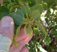 Arctostaphylos patula x pringlei