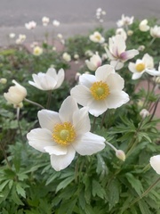 Anemonoides sylvestris