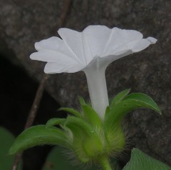 Magnoliopsida